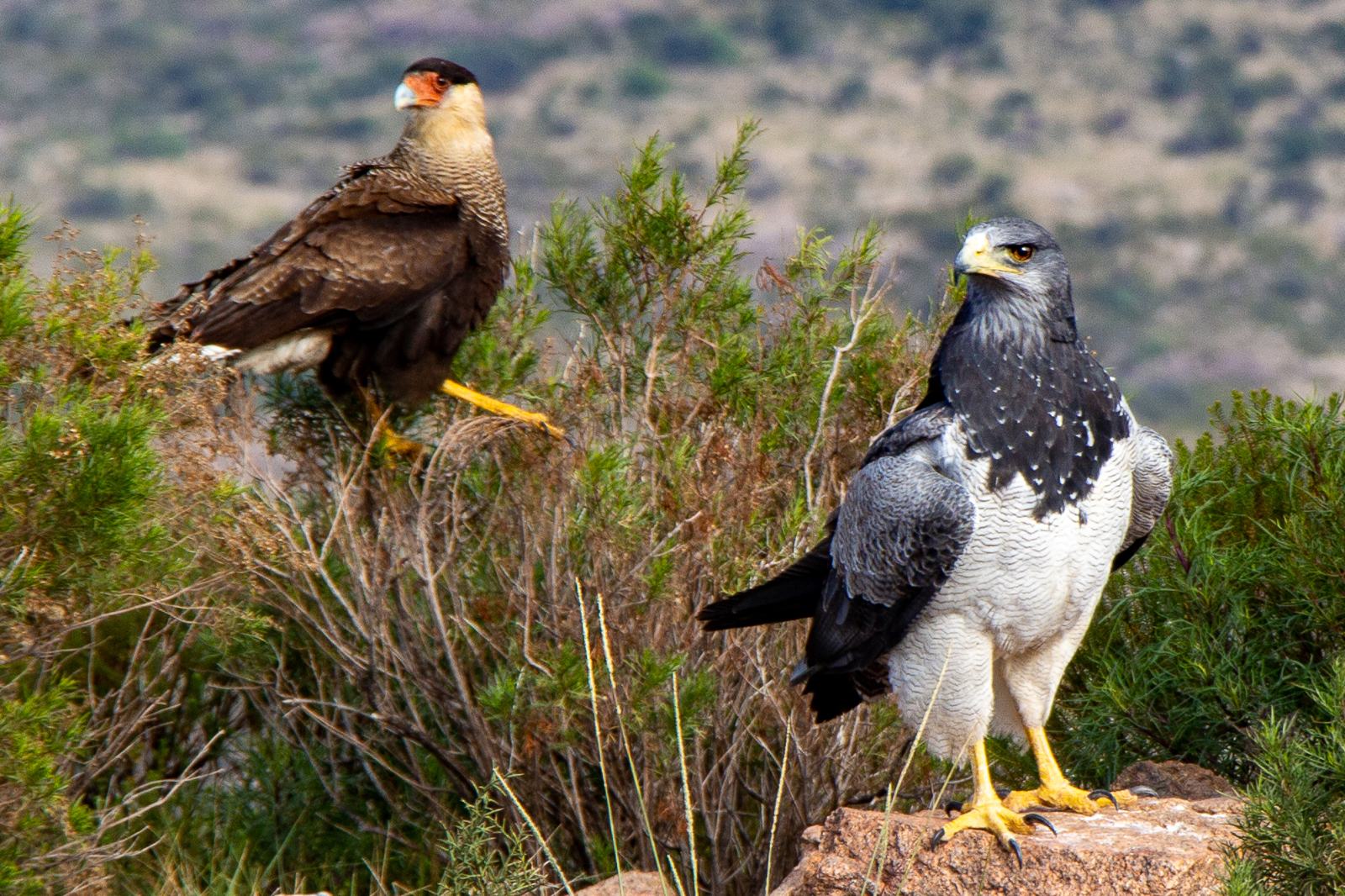 Crested caracara and black-chested buzzard-eagle, birdwatching in the Sierras Chicas
