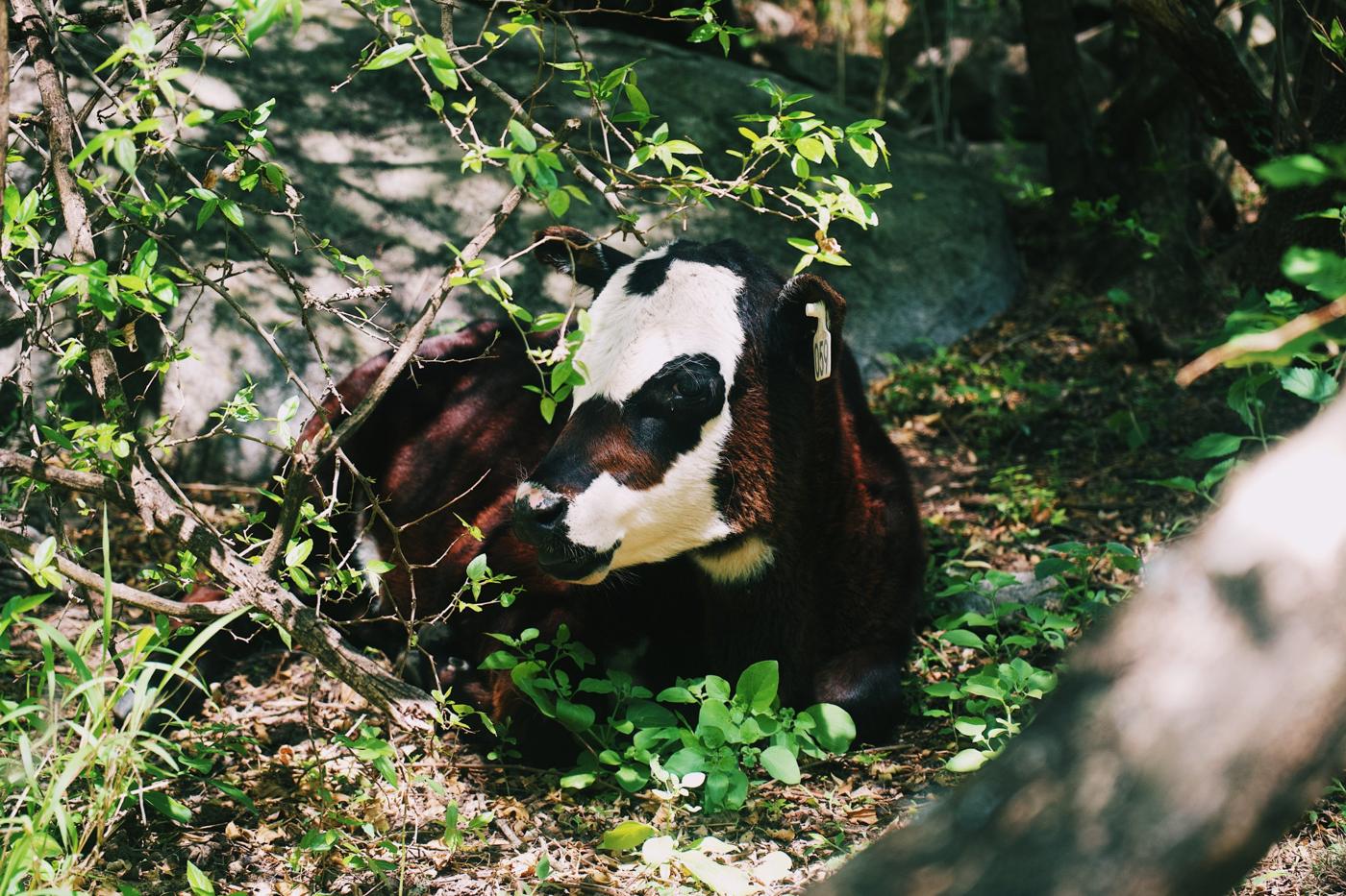 A calf resting in the shade of the woods